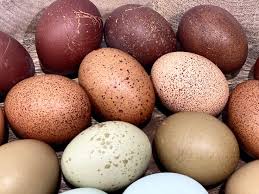 Speckled Dozen Hatching Eggs