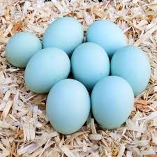 Blueberry Basket Hatching Eggs 12+2