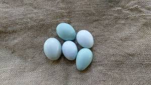 Blueberry Basket Hatching Eggs 12+2