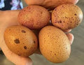 Speckled Dozen Hatching Eggs