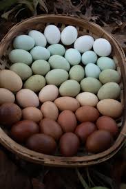 Design-a-Dozen Hatching Eggs 12+2