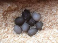 Cayuga Hatching Eggs 12+2