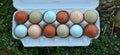 Homestead Starter Kit Dozen