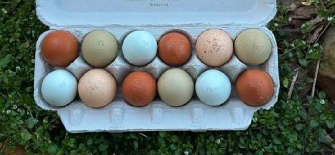 Homestead Starter Kit Dozen